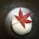 Feuilles d'érable japonais séchées Momiji