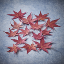 Dried japanese maple leaves Momiji