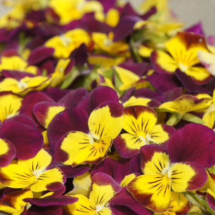 Dried edible viola fowers Flowers & leaves