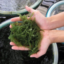 Uvas de mar o alga umibudo de Okinawa