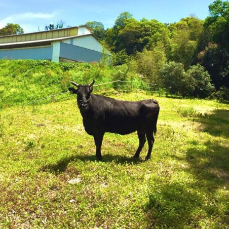 Boeuf Wagyu