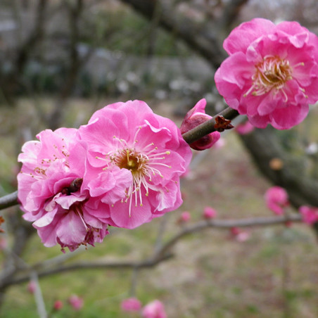 Flores de cerezo en almíbar