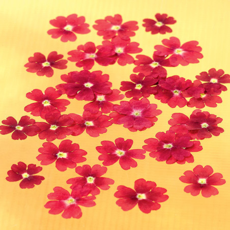 Dried edible verbena flowers