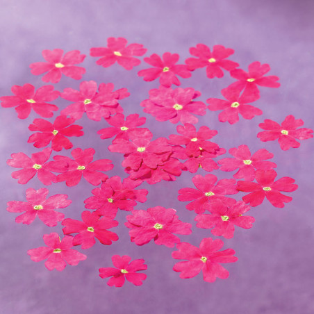 Dried edible verbena flowers