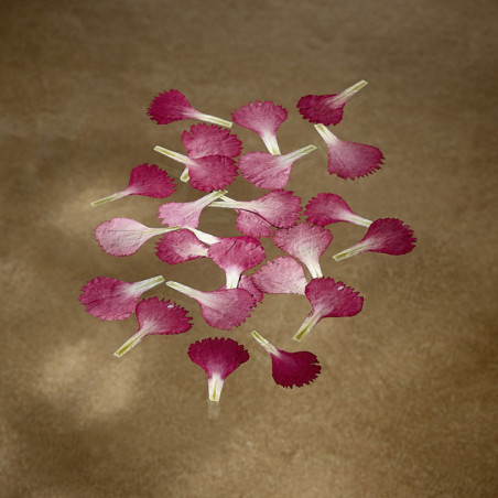 Dried edible red carnation petals Flowers & leaves