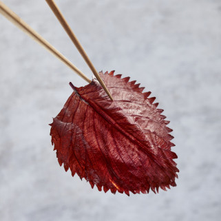 Hojas de shiso en condimento