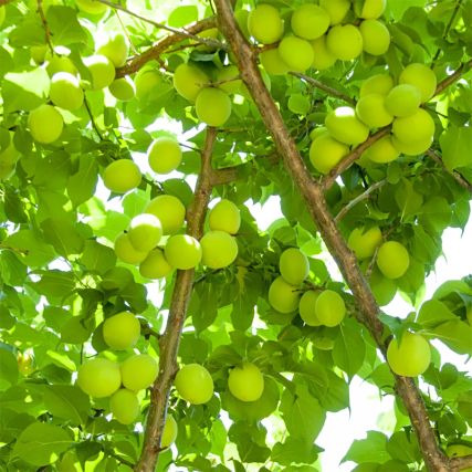 Sirop de prune Ume verte