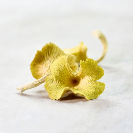 Hanasaki Tamogi dried mushrooms