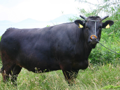 Présentation du boeuf Wagyu