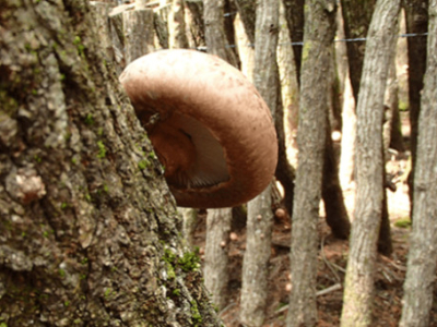 Balade à Oita à la découverte des shiitaké de légende