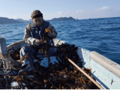 Les derniers pêcheurs de Wakame de Matsue